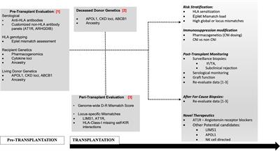 Donor–Recipient Non-HLA Variants, Mismatches and Renal Allograft Outcomes: Evolving Paradigms